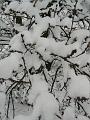 Snow, Blackheath P1070070